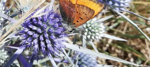 farfalle montagna dei fiori- foto di Pierangela Vallese
